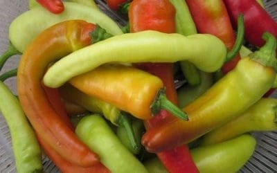 Hungarian Sweet Peppers