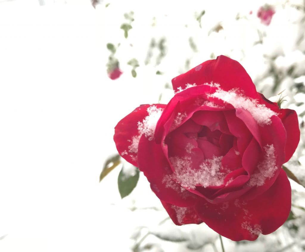 Apple Valley Home & Garden Expo Gift Card Winners! Pahl's Market Apple Valley, MN