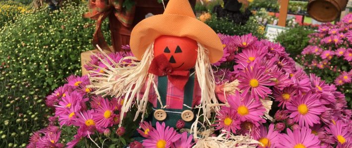 The Most Wonderful Time of the Year Fall at Pahl's