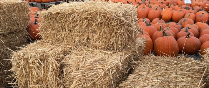 Market News Fall at Pahl's