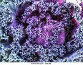 Purple Kale