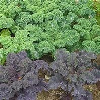 Red or Green Kale