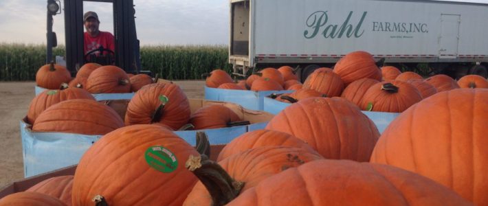 Long Johns Pumpkins