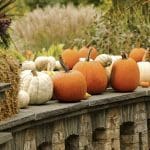 Pumpkin Wall