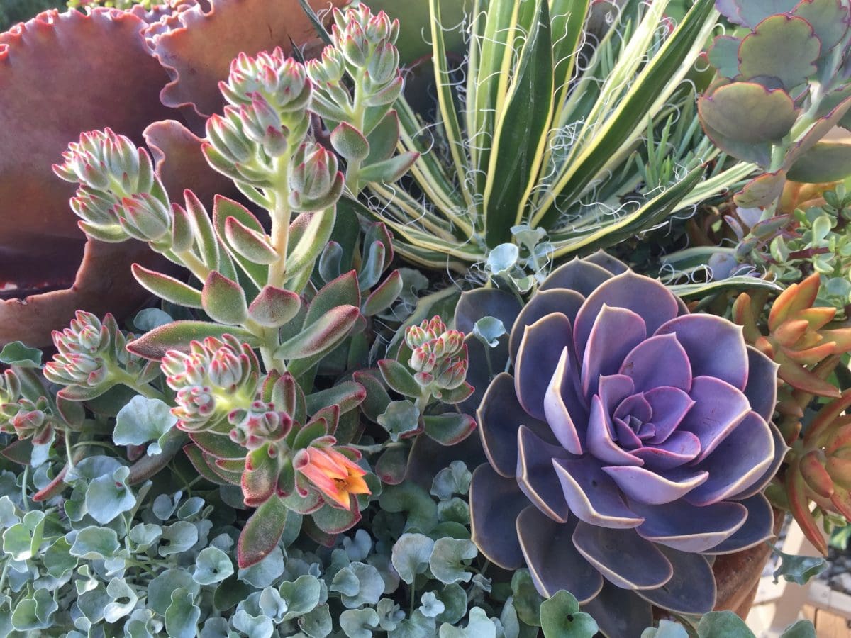 Succulents