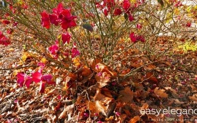 Preparing Roses for Winter