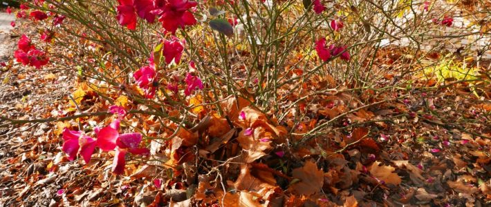 Preparing Roses for Winter Winter Care for Roses