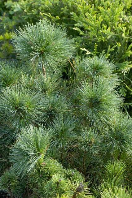 Blue Shag Pine - Plant Library - Pahl's Market - Apple Valley, MN