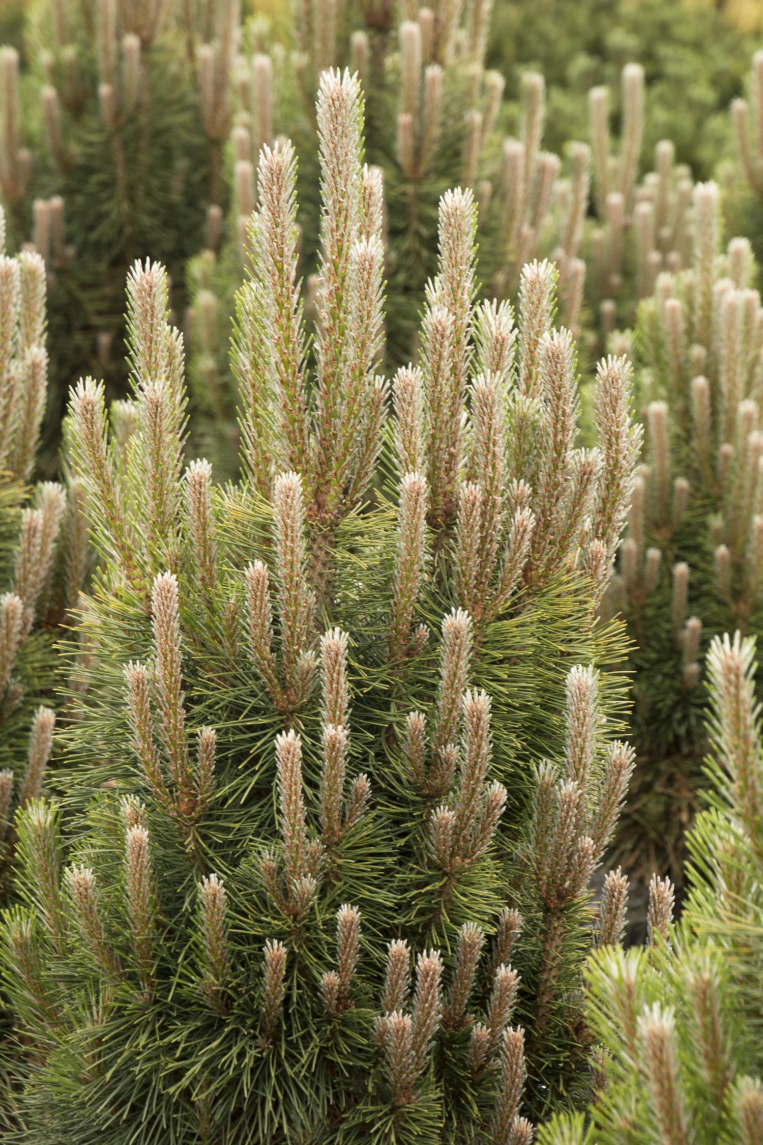 Frank�s Austrian Pine Plant Library Pahl�s Market