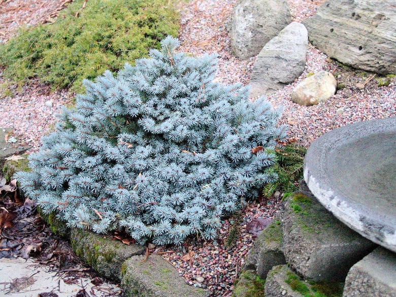 St. Mary's Broom Blue Spruce Plant Library Pahl's Market Apple
