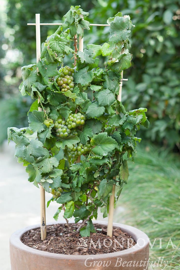 Pixie Pinot Meunier White Grape Plant Library Pahl's Market Apple