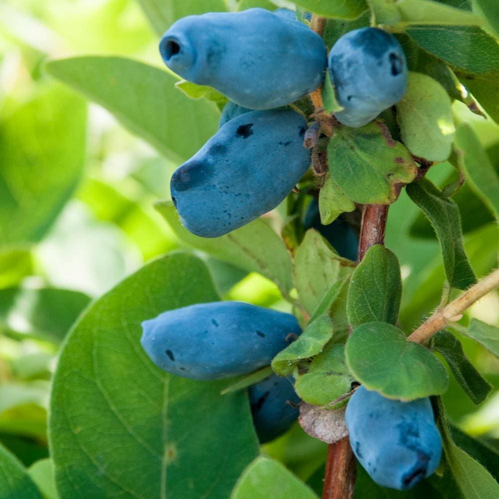 Aurora Honeyberry Plant Library Pahl�s Market Apple Aurora Honeyberry Plant Library Pahl�s Market Apple