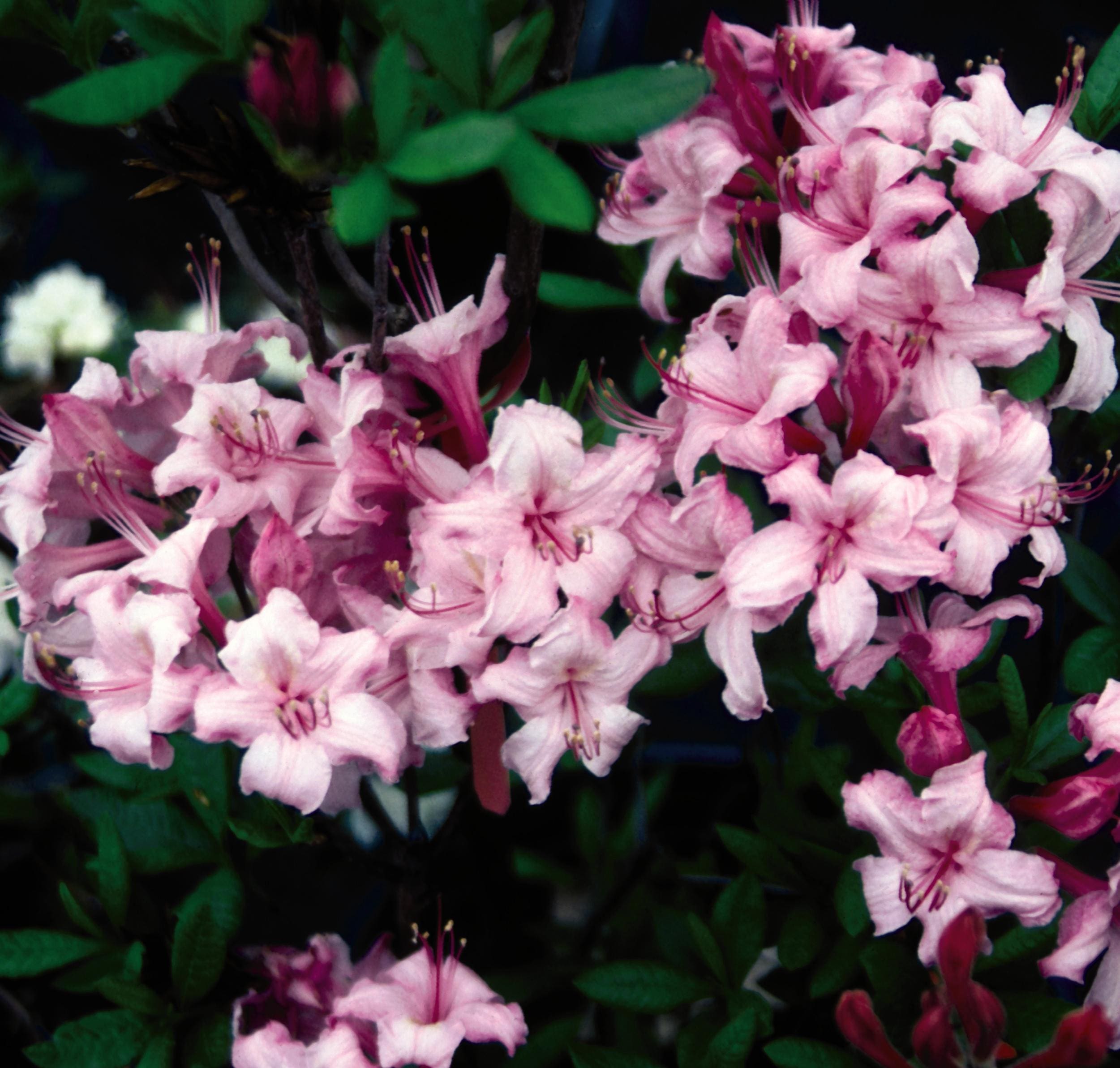 Candy Lights Azalea Plant Library Pahl's Market Apple Valley, MN
