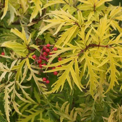 Lemon Lace Elderberry