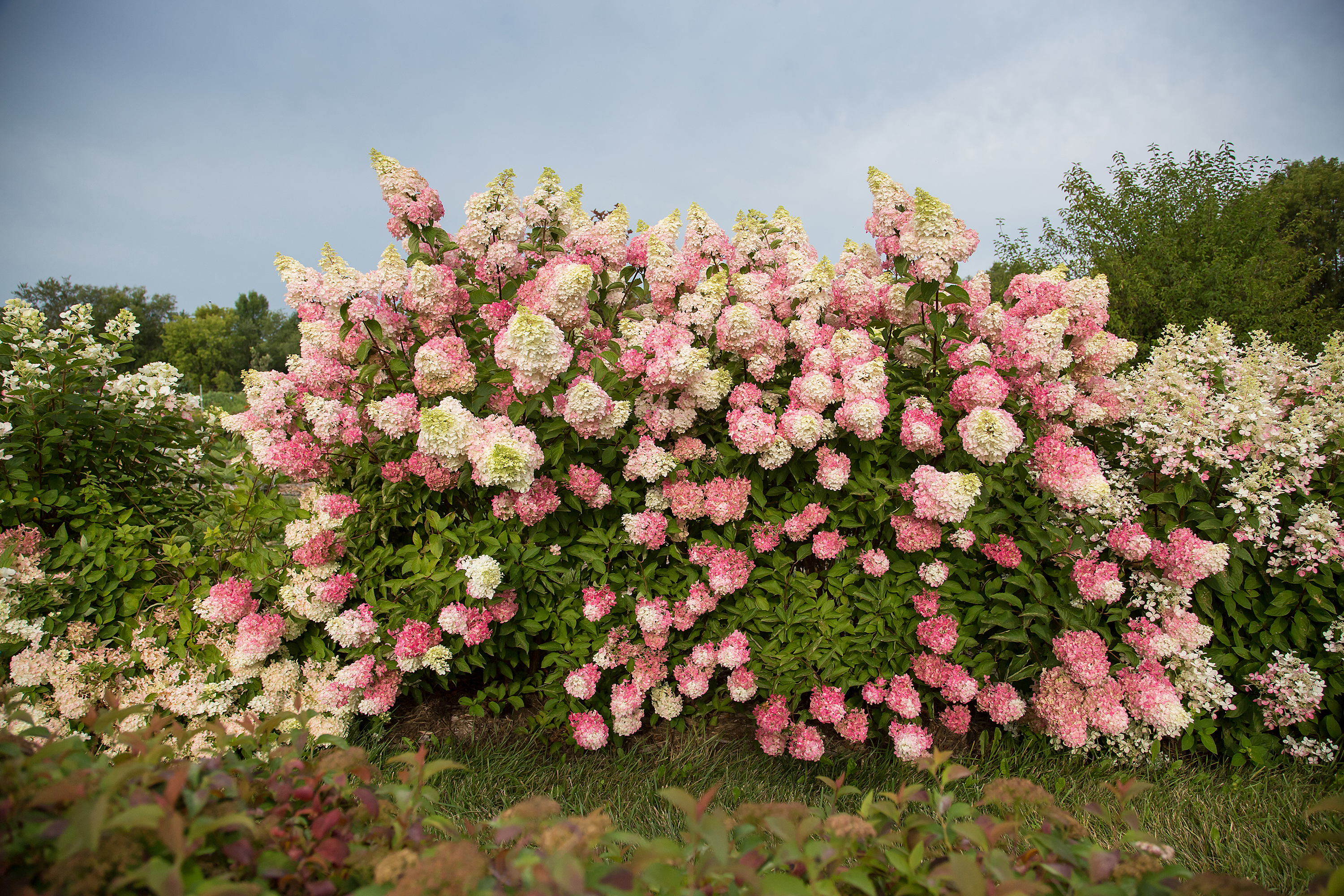 Berry White Hydrangea Plant Library Pahl�s Market