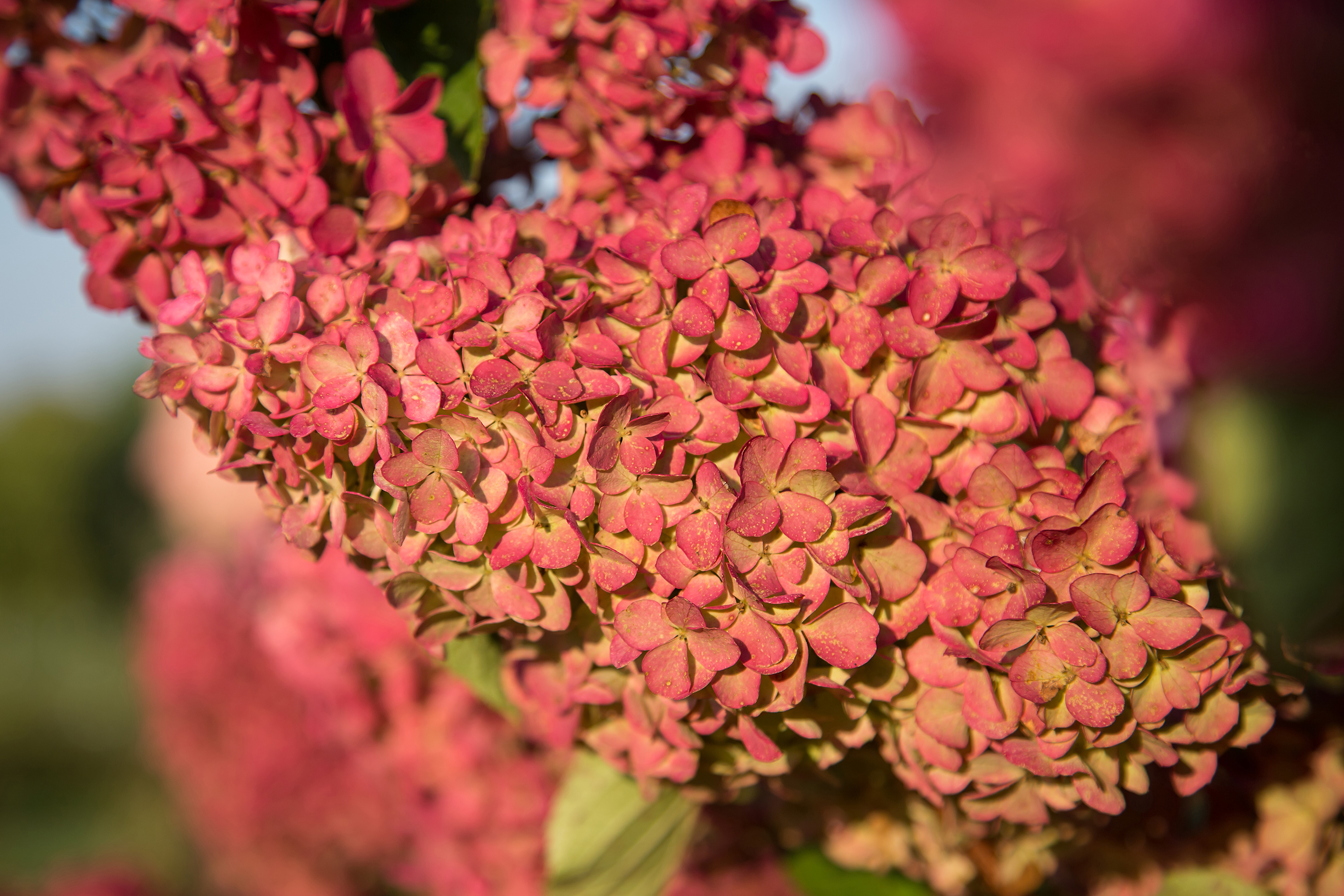 Berry White Hydrangea - Plant Library - Pahl&#039;s Market - Apple Valley, MN