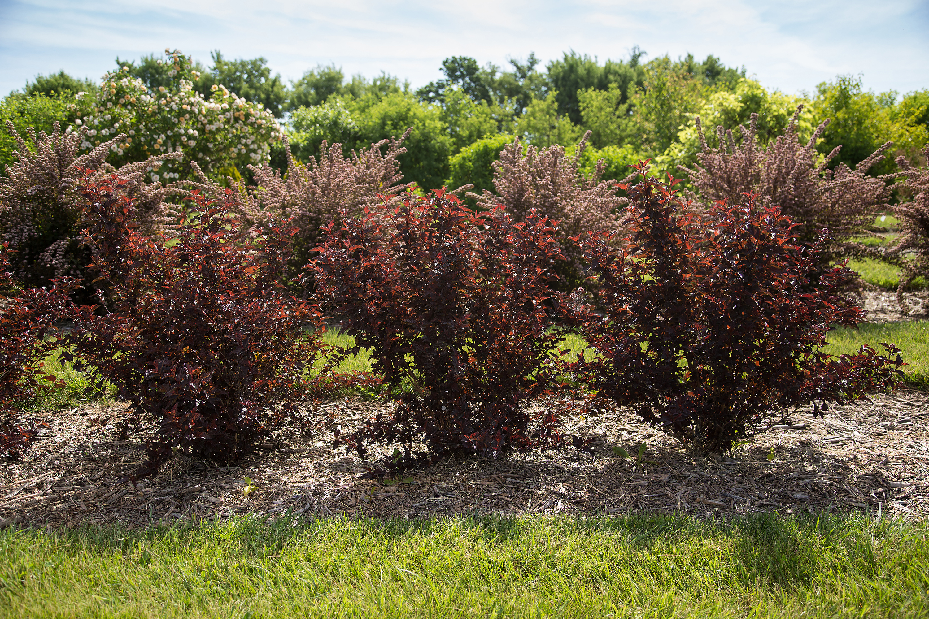 Fireside Ninebark Plant Library Pahl's Market Apple Valley, MN