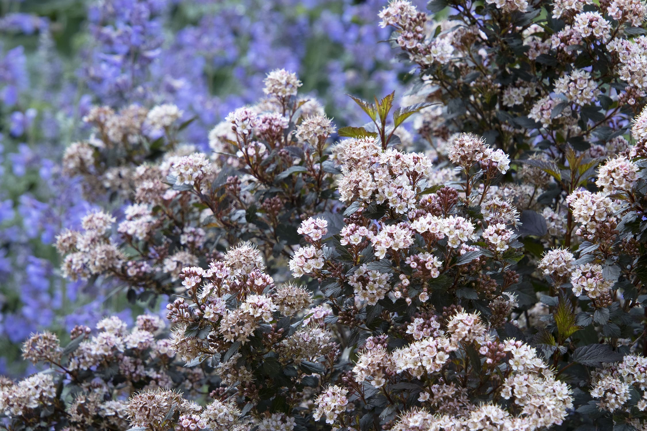 Little Joker Ninebark - Plant Library - Pahl's Market - Apple Valley, MN