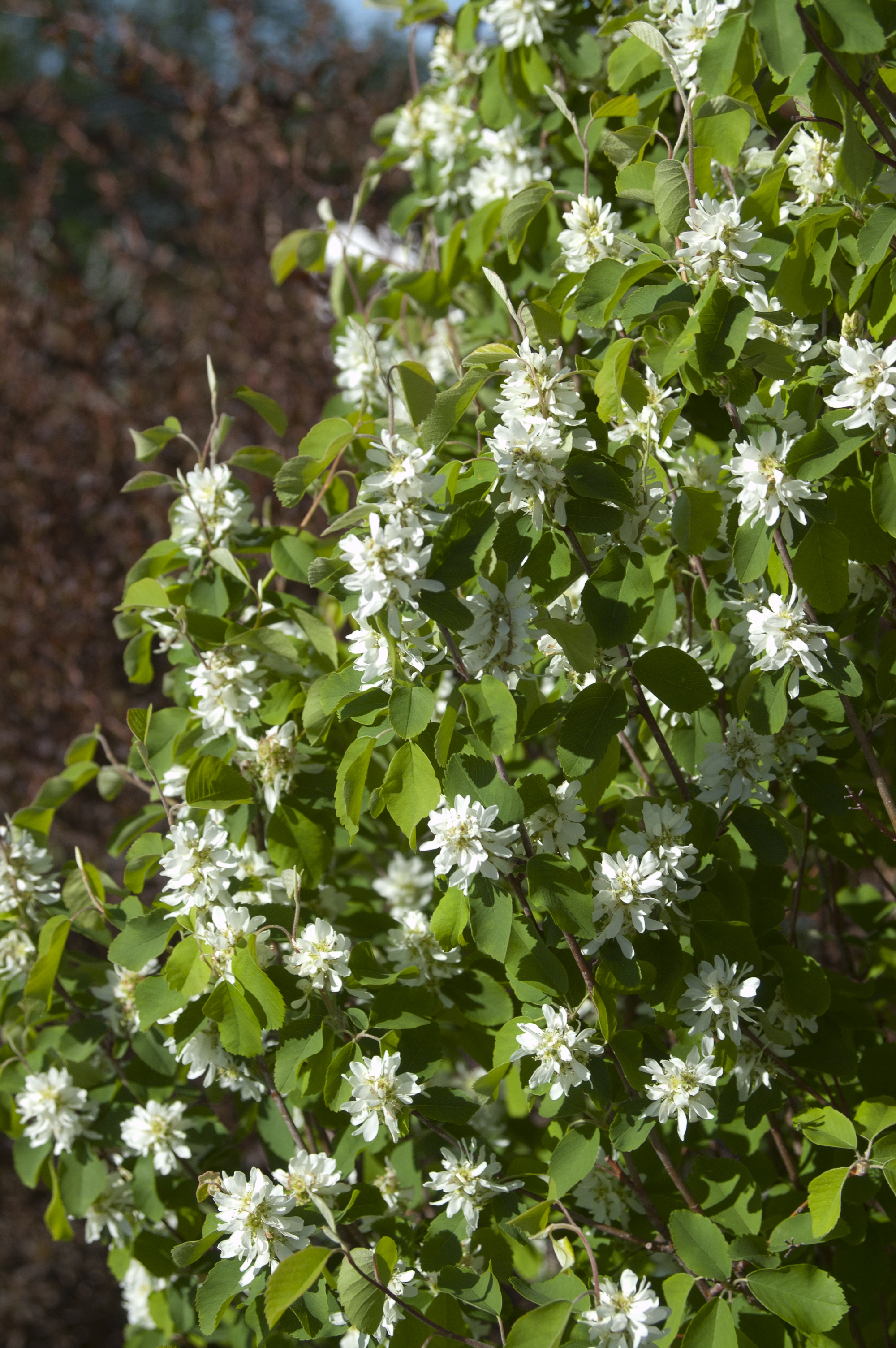 Standing Ovation Serviceberry Plant Library Pahl's Market Apple