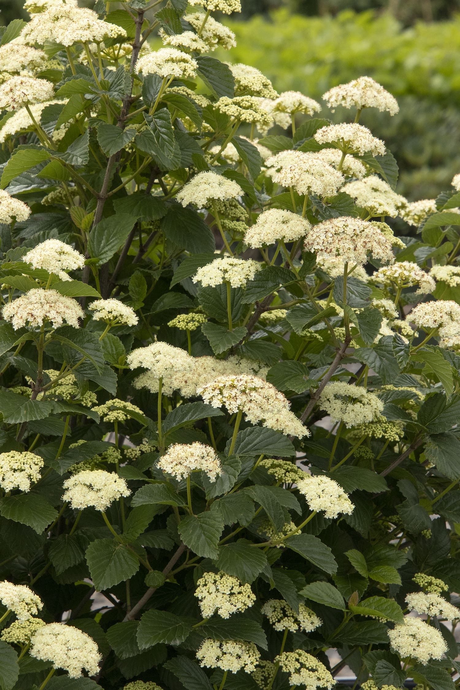 Sparkler Arrowwood Viburnum Plant Library Pahl�s