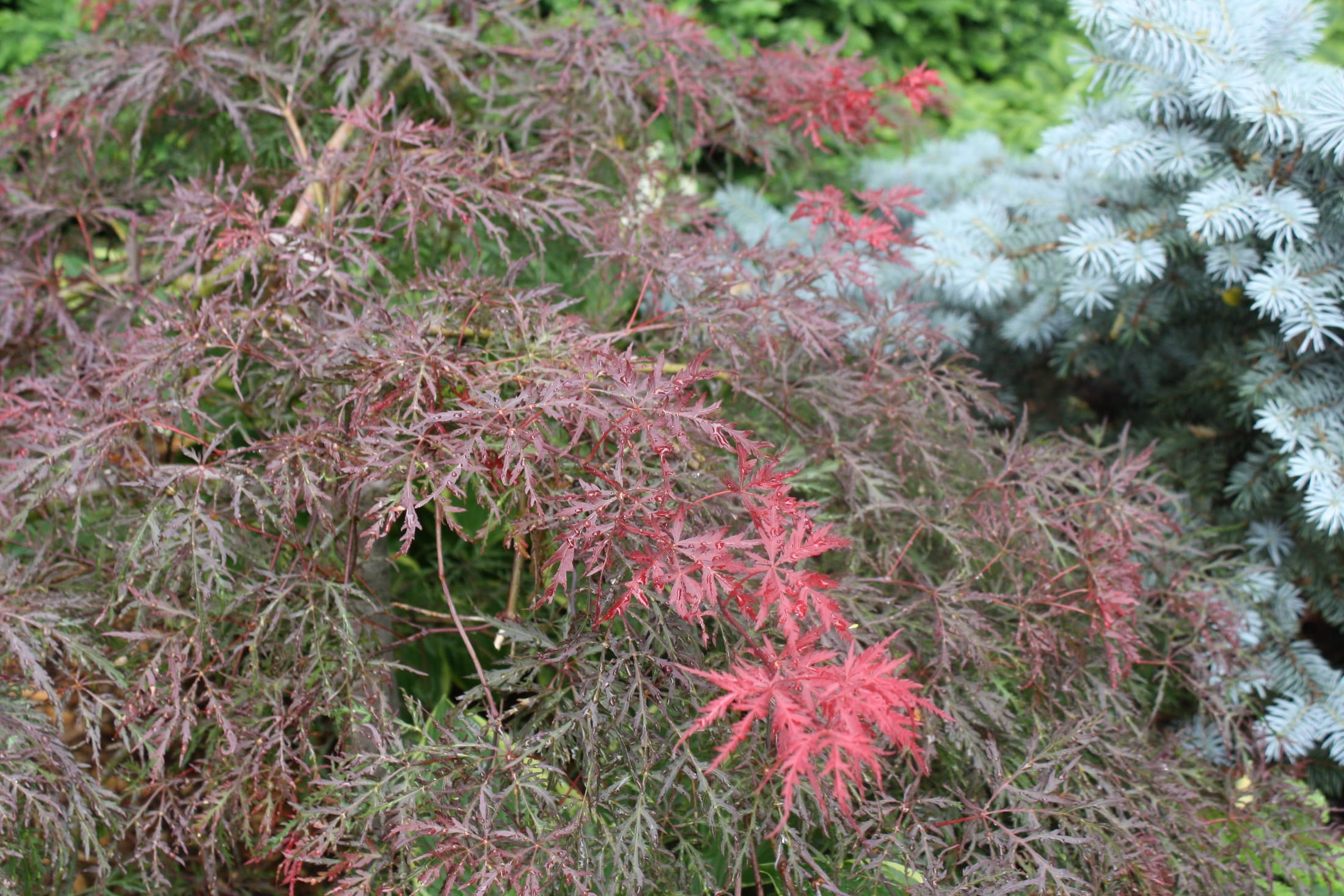 Velvet Viking Japanese Maple - Plant Library - Pahl's Market - Apple
