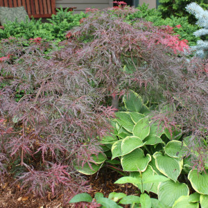 Velvet Viking Japanese Maple - Plant Library - Pahl's Market - Apple