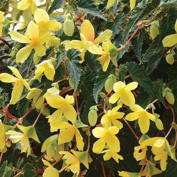 Mistral Yellow Begonia Plant Library Pahl's Market Apple Valley, MN