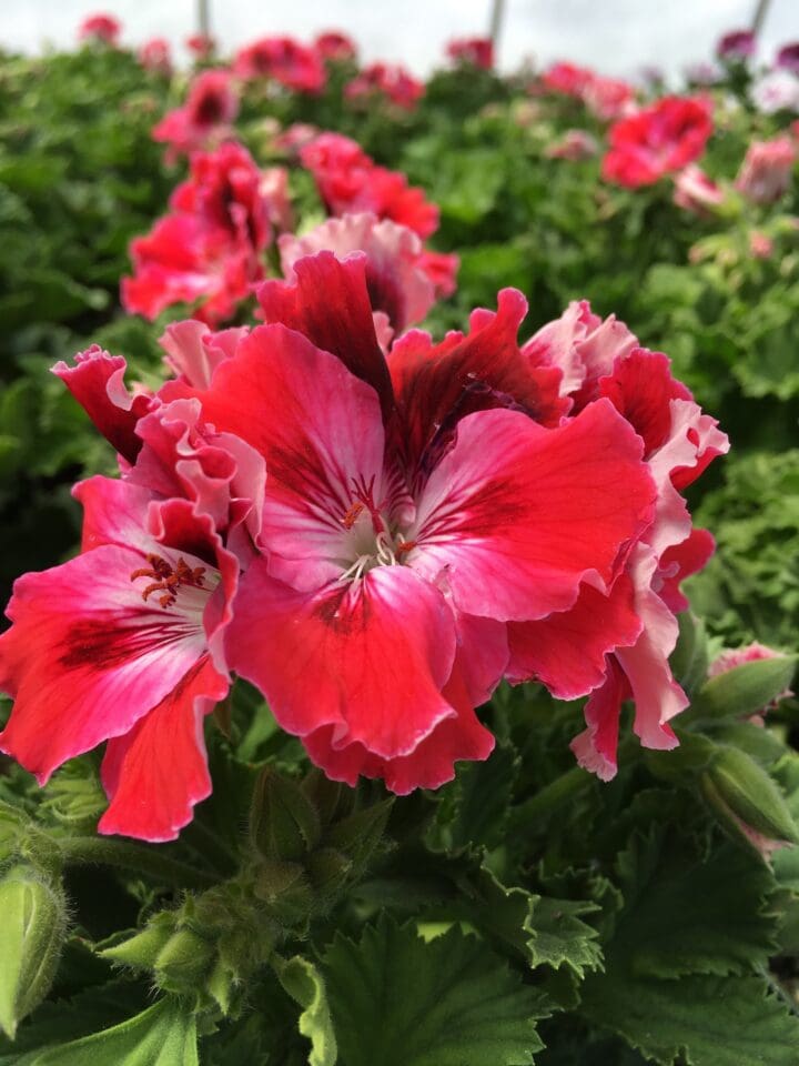 Elegance Red Velvet Regal Geranium