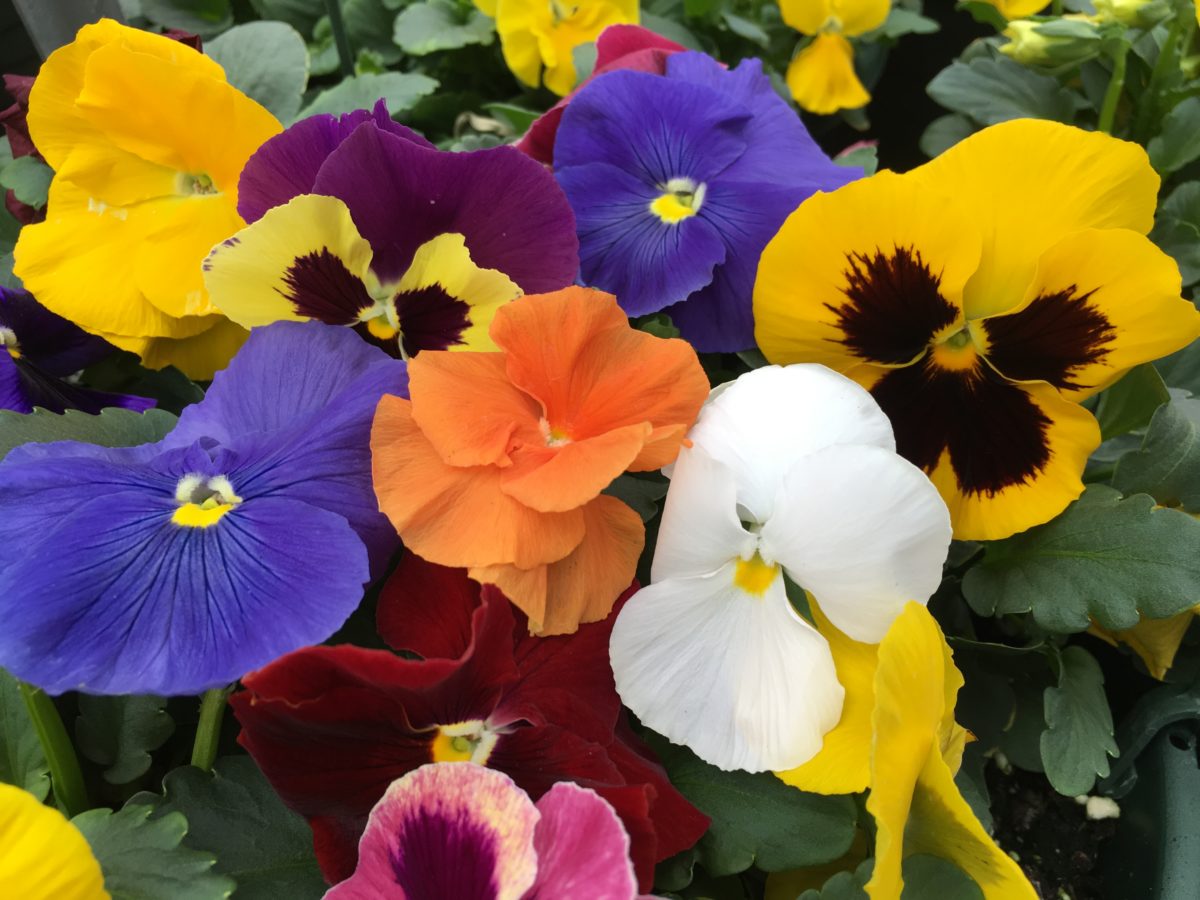 Assorted Pansy