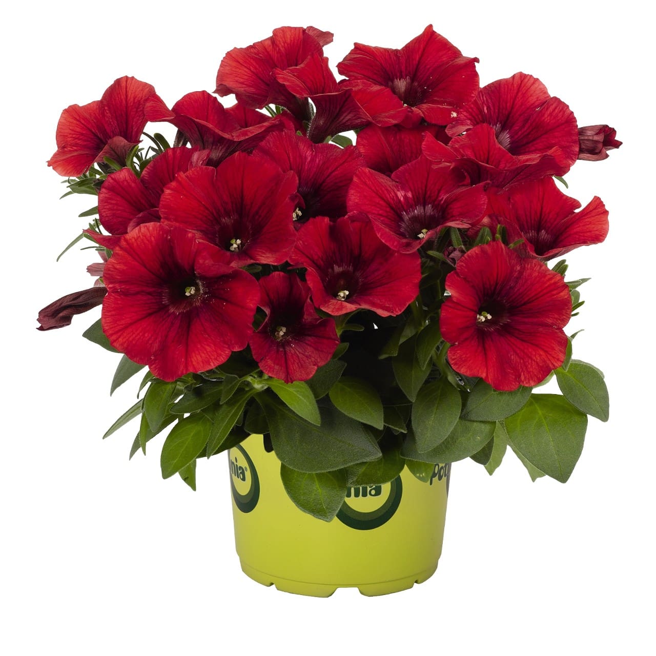 Potunia Red Petunia - Plant Library - Pahl’s Market - Apple Valley, MN