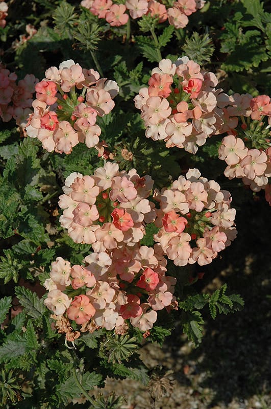 Lanai Peach Verbena Plant Library Pahl's Market Apple Valley, MN