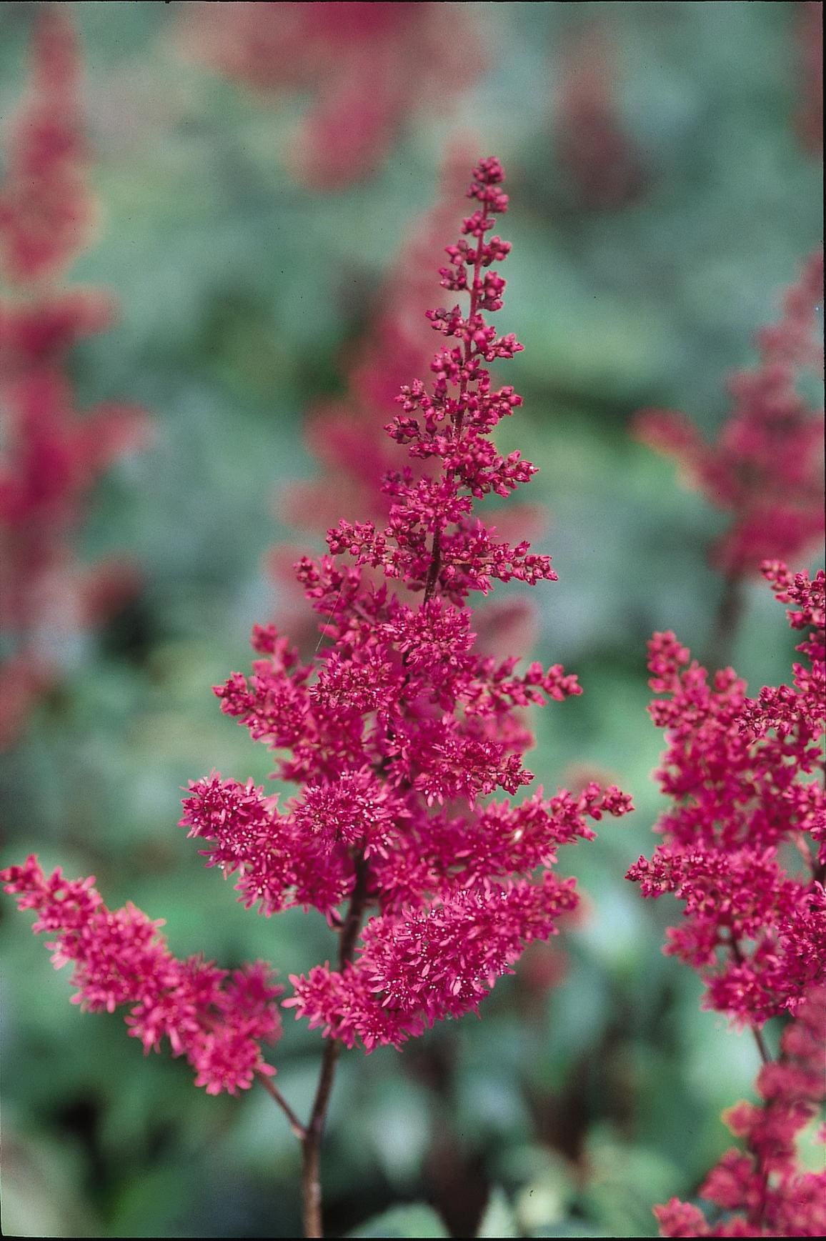 Fanal Astilbe Plant Library Pahl's Market Apple