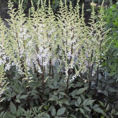 Happy Spirit Astilbe