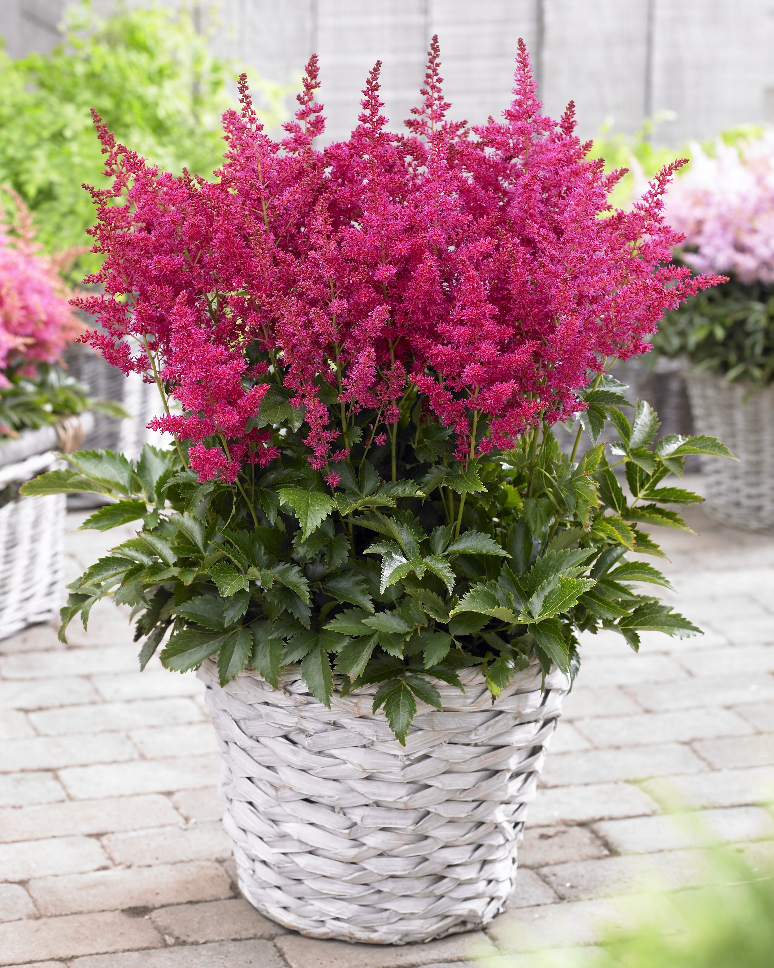 younique ruby red astilbe - plant library - pahl's market