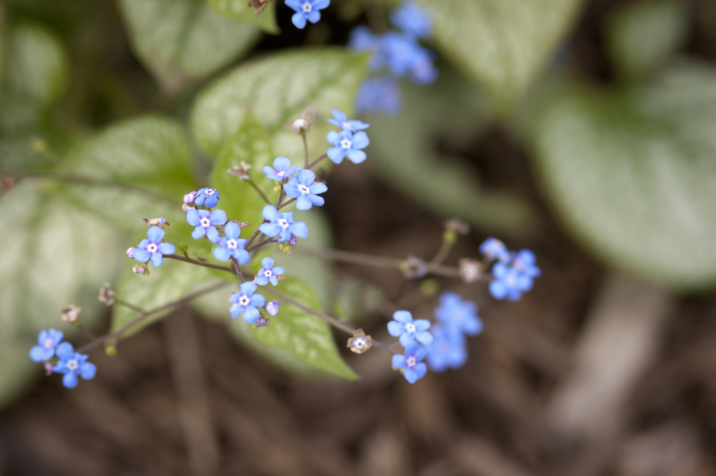Jack Frost Brunnera Plant Library Pahl�s Market