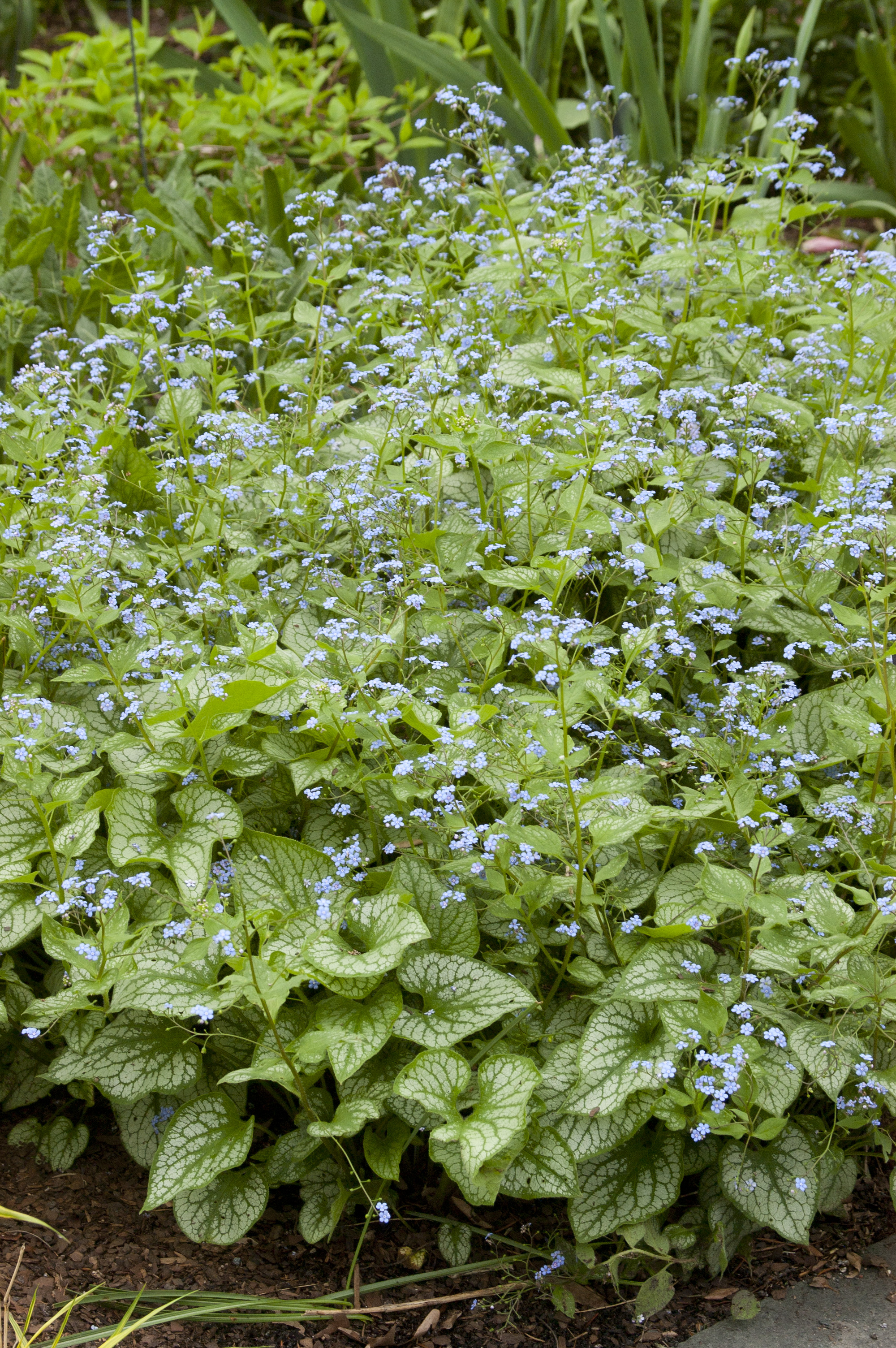 Jack Frost Brunnera Plant Library Pahl�s Market