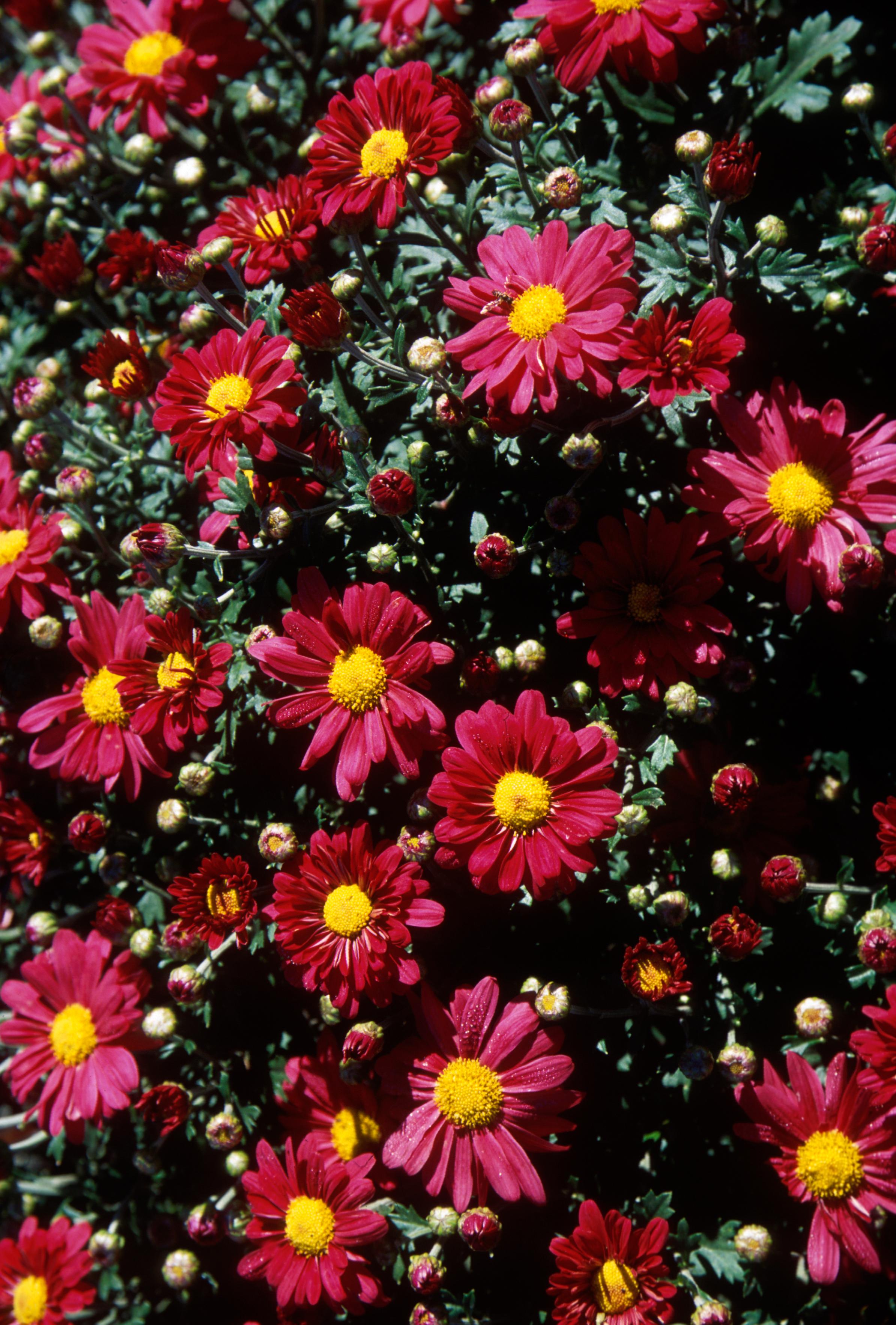 Mammoth Dark Bronze Daisy Garden Mum Plant Library Pahl's Market Apple Valley, MN