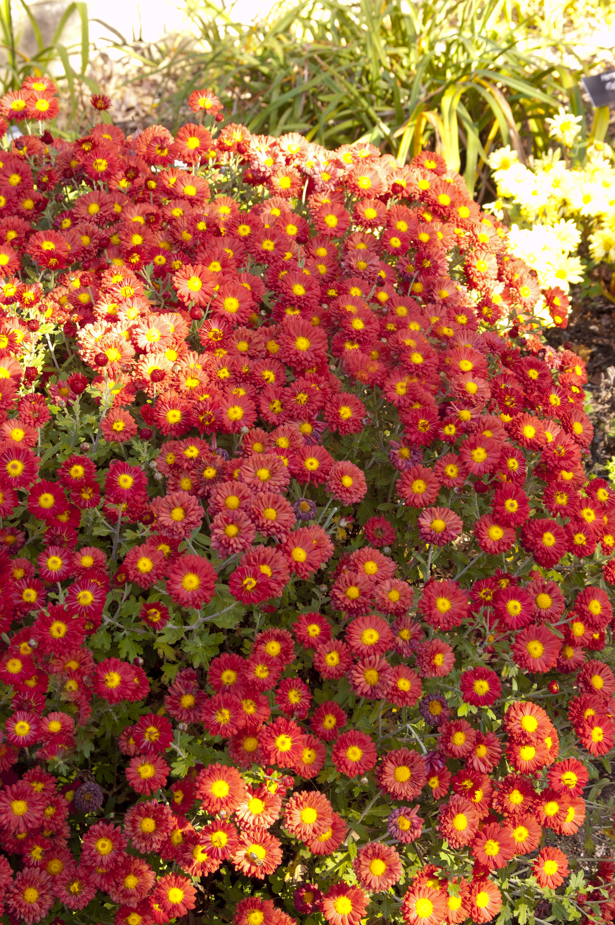 Mammoth Dark Bronze Daisy Garden Mum Plant Library Pahl's Market Apple Valley, MN