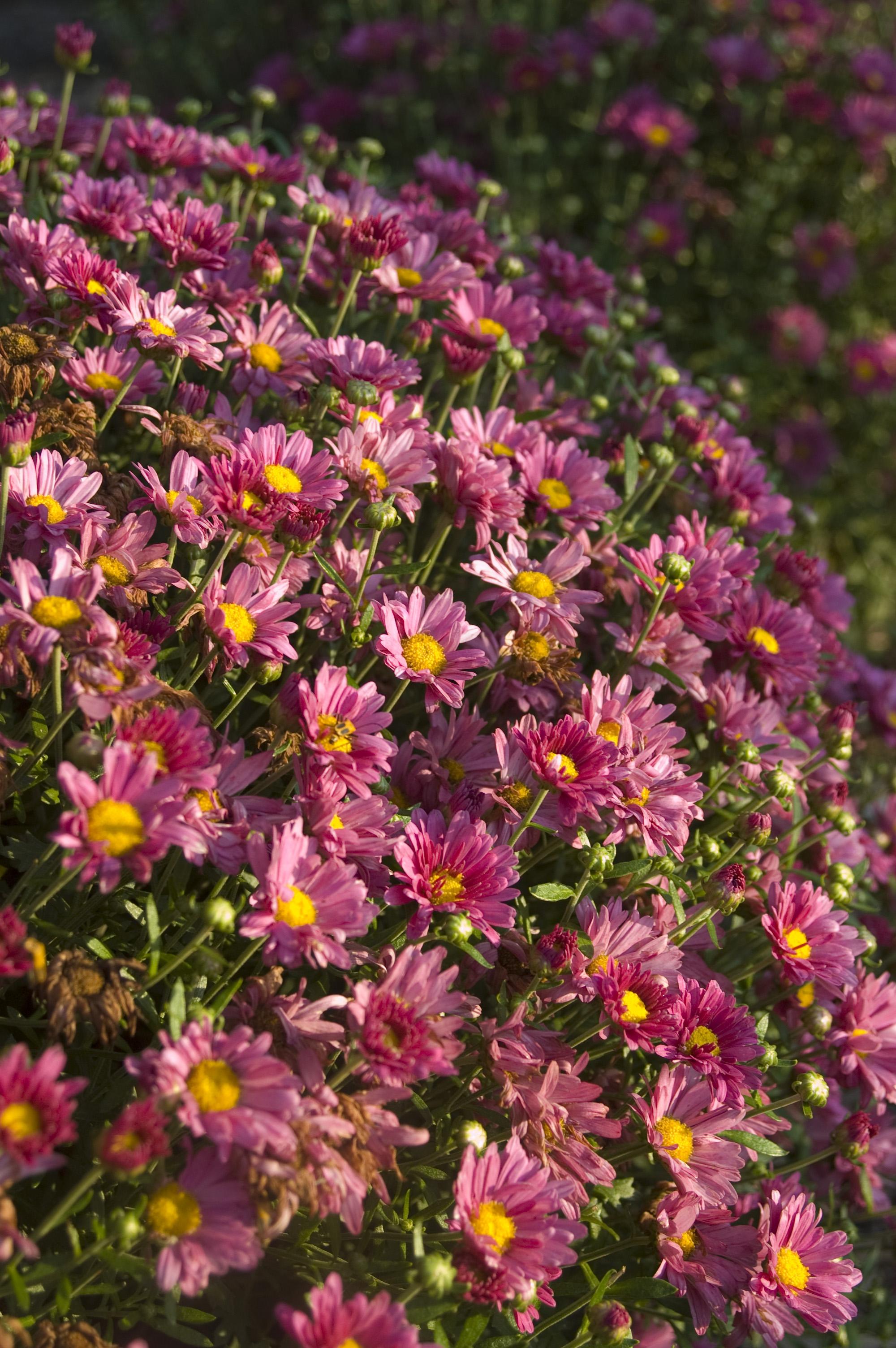 Mammoth Lavender Daisy Garden Mum Plant Library Pahl's Market