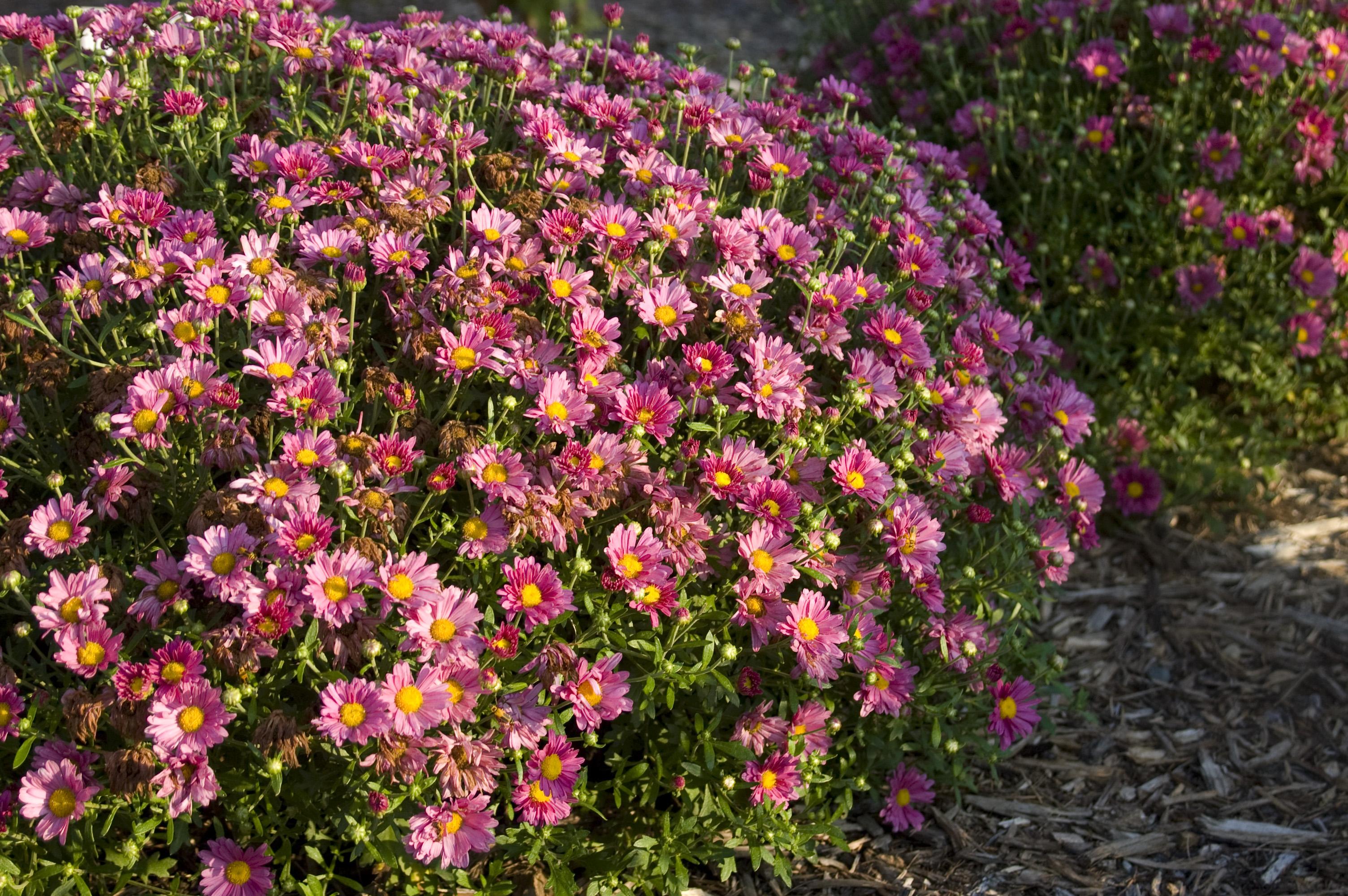 Mammoth Lavender Daisy Garden Mum Plant Library Pahl's Market