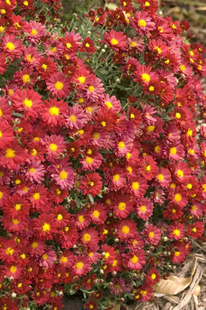 Mammoth Red Daisy Garden Mum Plant Library Pahl�s