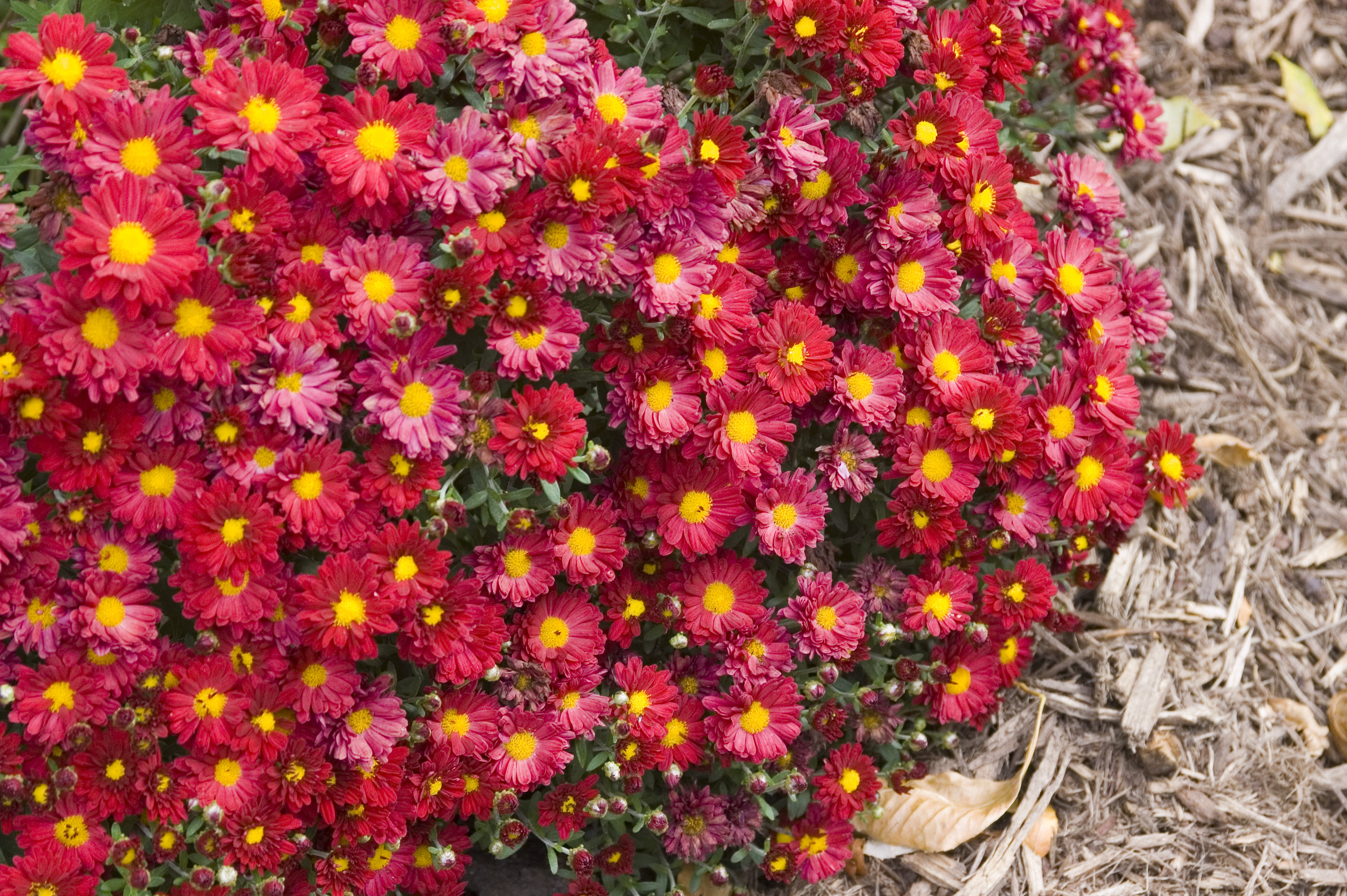 Mammoth Red Daisy Garden Mum Plant Library Pahl's Market Apple