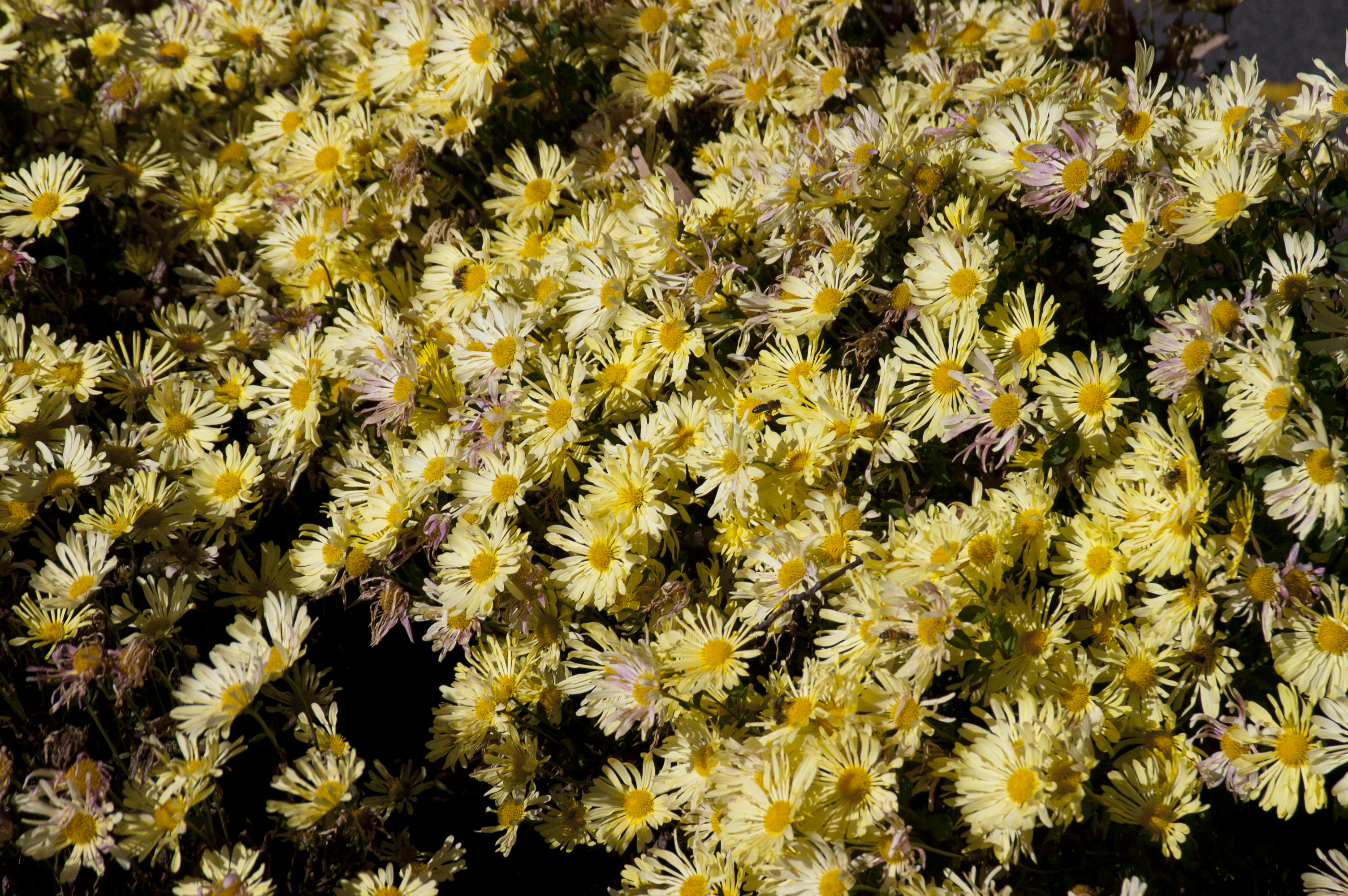 Mammoth Yellow Quill Garden Mum Plant Library Pahl's Market Apple