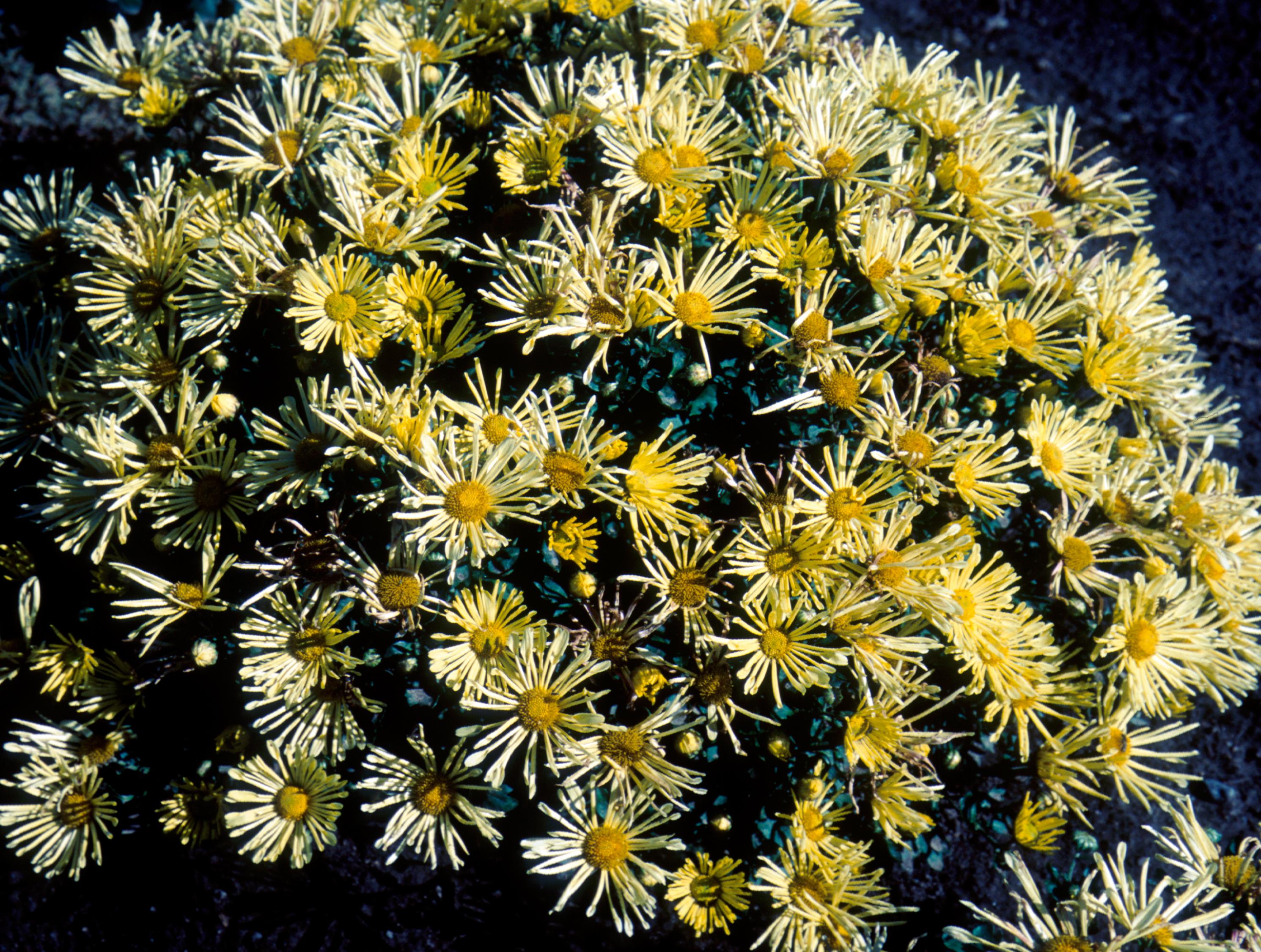 Mammoth Yellow Quill Garden Mum Plant Library Pahl's Market Apple