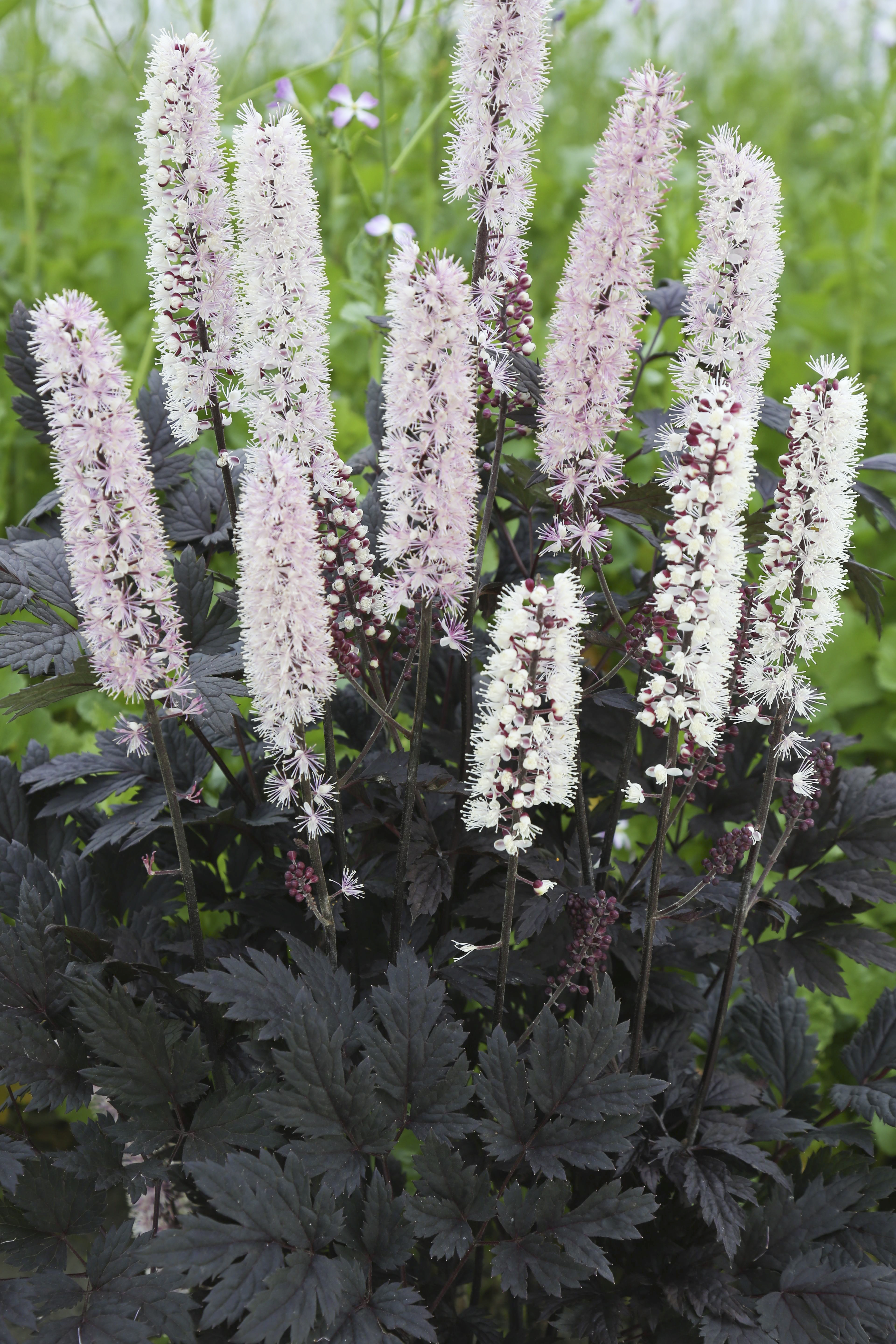 Chocoholic Black Snakeroot Plant Library Pahl�s Market