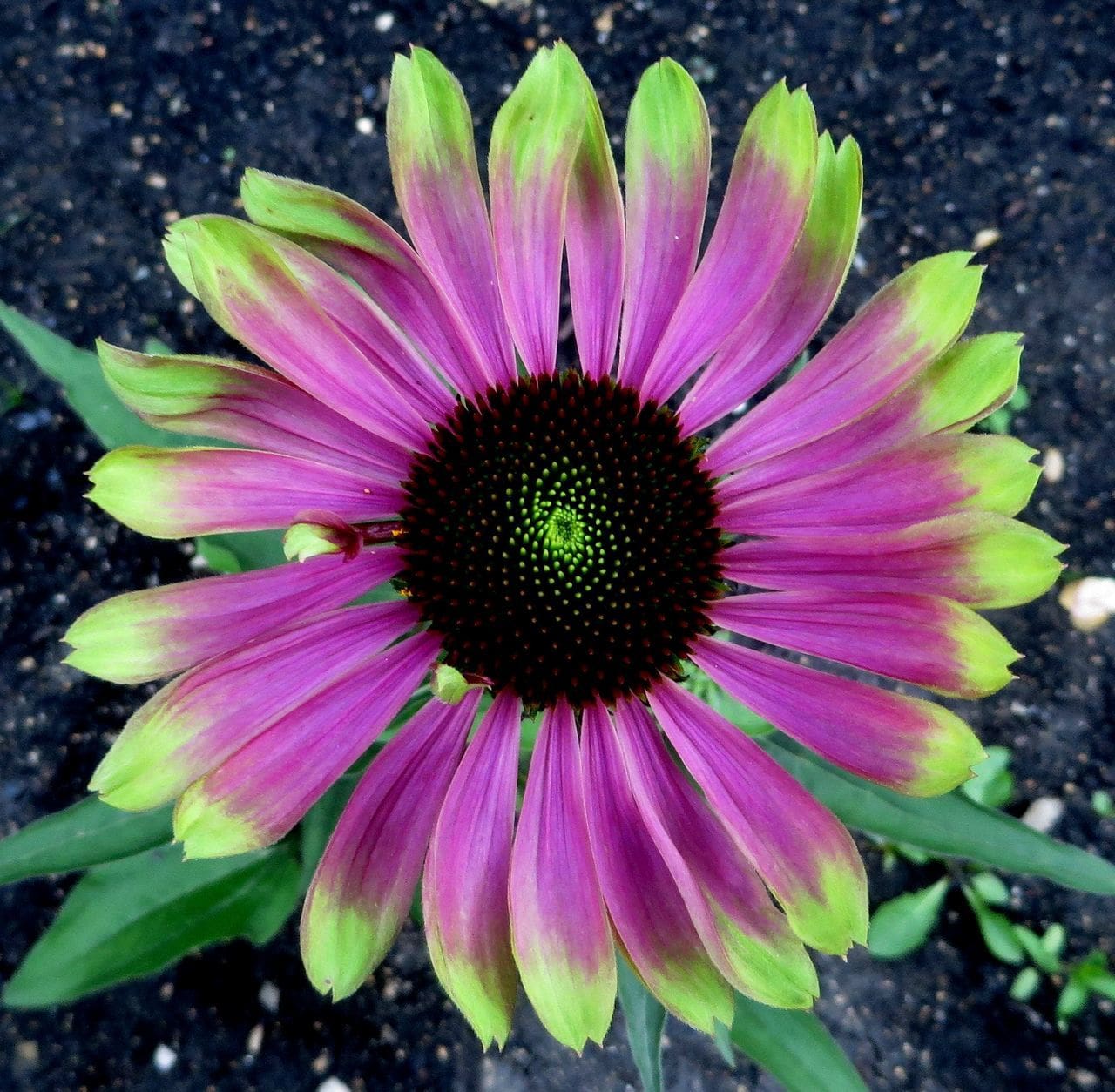 Green Twister Coneflower Plant Library Pahl's Market Apple Valley, MN
