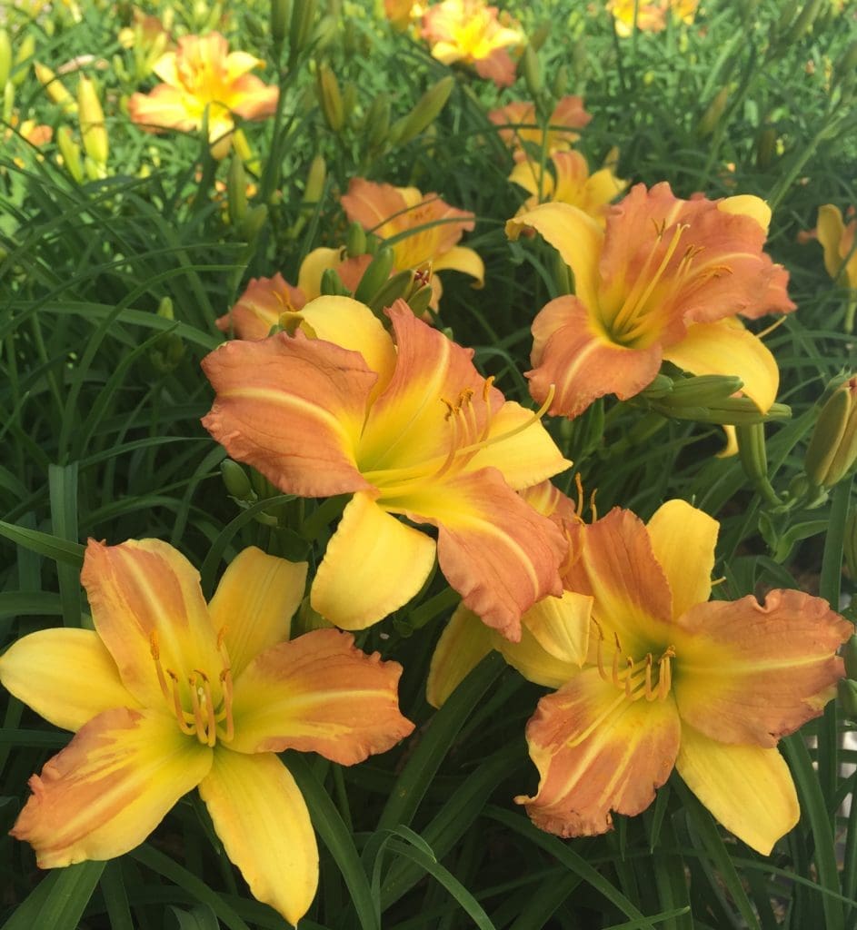 EveryDaylily Punch Yellow Daylily Plant Library Pahl's Market