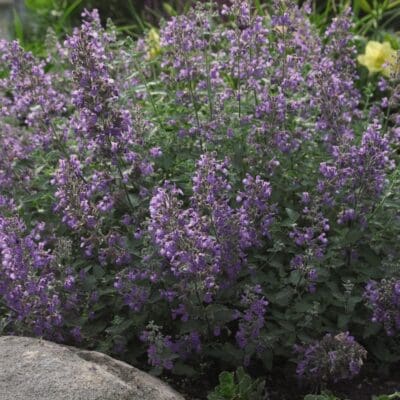 Walkers Low Catmint