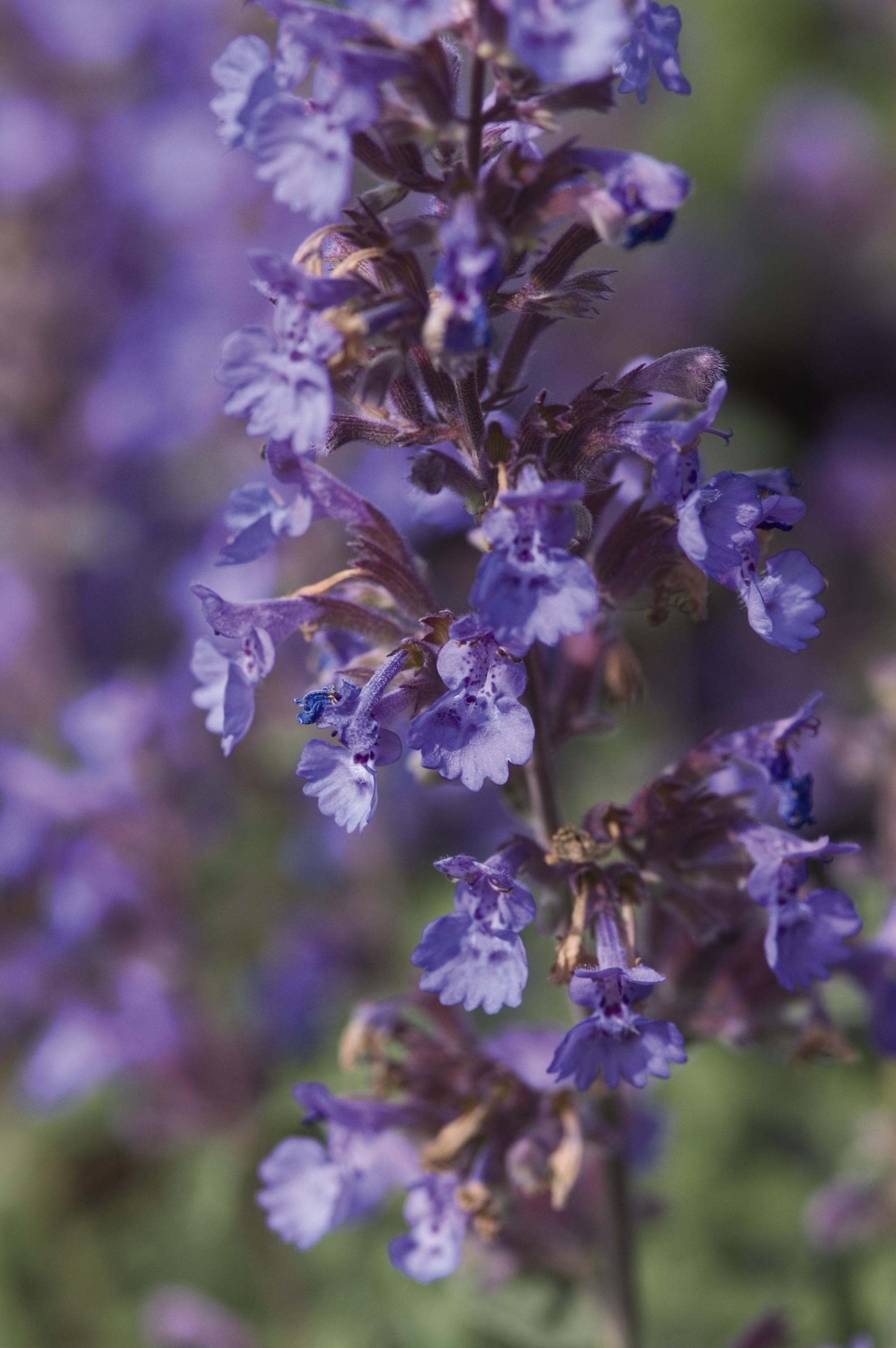 Walkers Low Catmint Plant Library Pahl's Market Apple Valley, MN