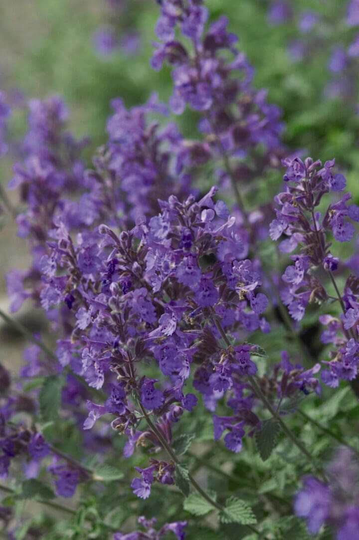 Walkers Low Catmint - Image 3